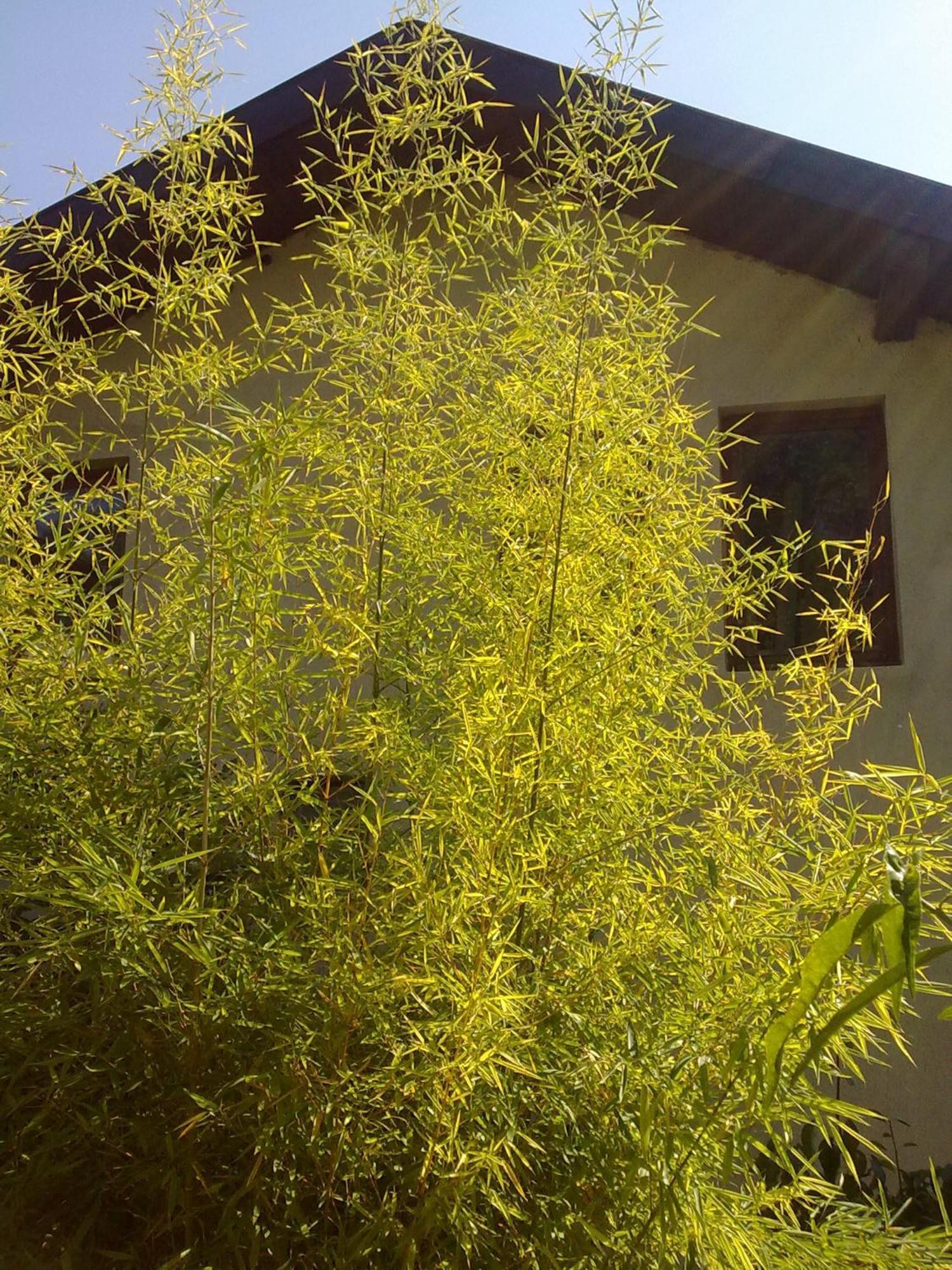 Villa Elfi Golden Sands Exterior photo